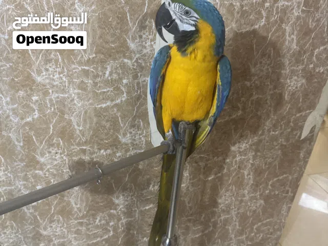 مكاو بلو اند جولد
