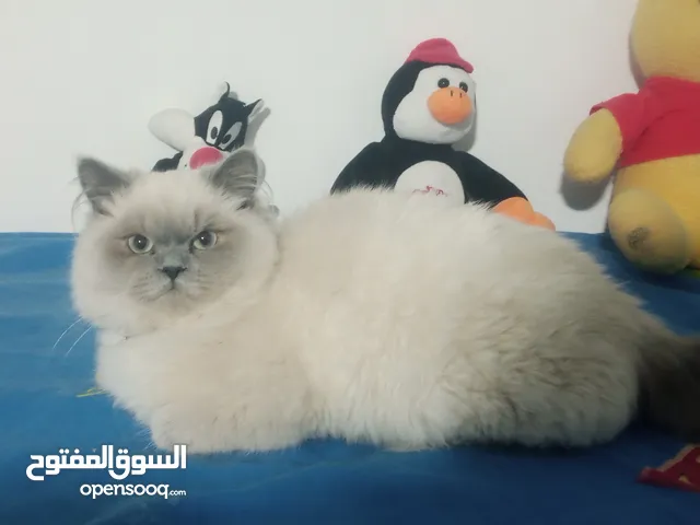 جوز هملاي ذكر وانثى العمر سنة