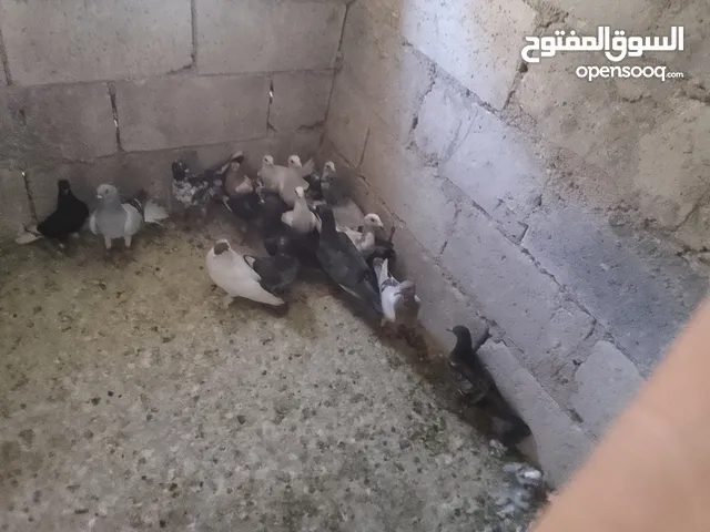حمام فرخ 20 طير  كش