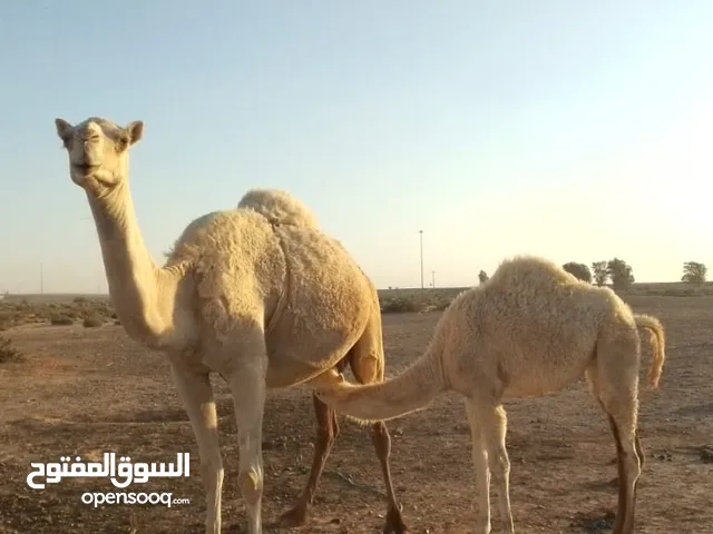ناقه للبيع طيبة تحتها بكره ام ثالث