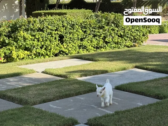 ماعز قزم للبيع – أليف وصحة ممتازة