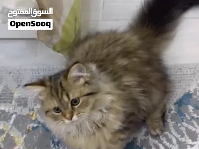 قطة أنثى عمرها 3 شهور