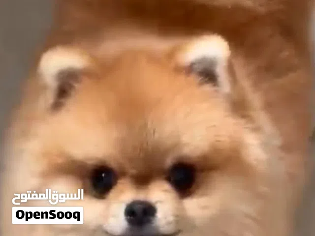 بوميرانيان (Pomeranian) ذو فرو كثيف ومميز.