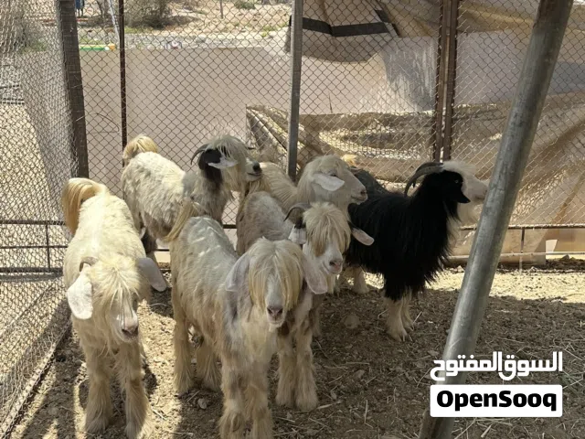 اغنام من حلال الرحوب الفاخر