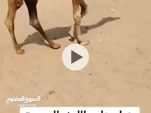 للبيع حوار على لبن سمين