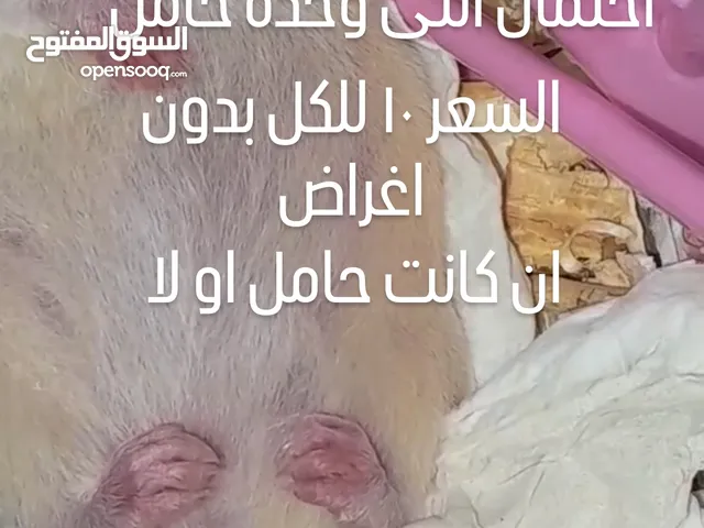 عرض قوي للهامستر وايضا يتوفر حلزون