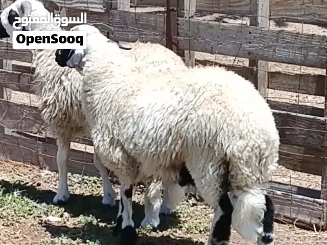 2خرفان وطنيات تبارك الله العمر 7شهور  يمشو تربيه ويمشو عقيقه ميزان ومسلان مسكر
