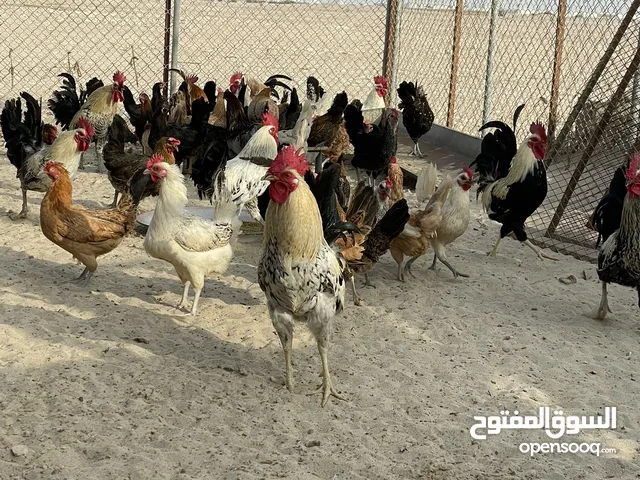 دجاج بلدي بياض انتاج عزبه طبيعي