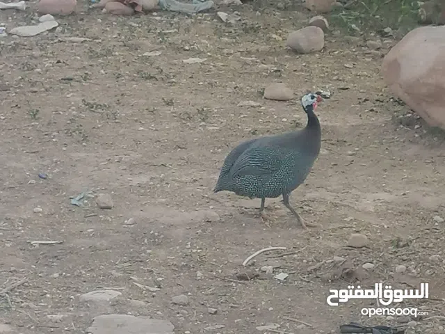 دجاج فرعوني للبيع  عدد (2) ذكر وانثى