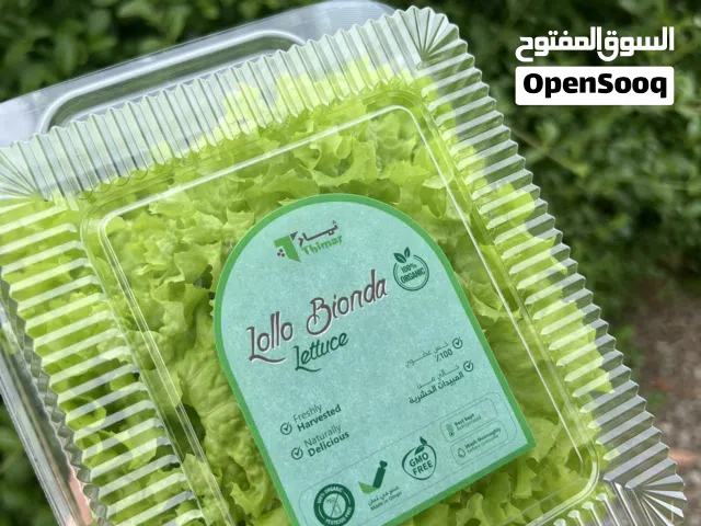 للبيع: حاوية زراعة مائية احترافية — تنتج حتى 4900 شتلة ورقيات