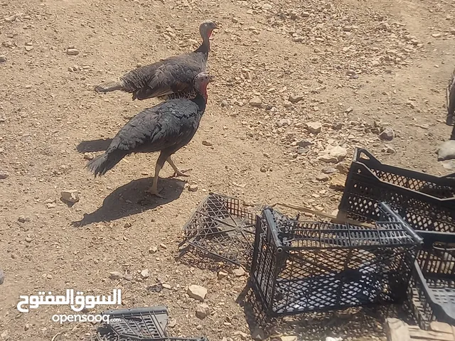 أناثي حبش بلدي عدد 2 شغالات