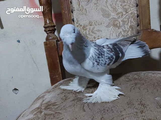 جوز مكاويات ذنب ابيض شغالات