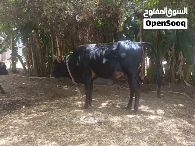 4 ثيران محليات وافيات من لاخر سمنه فل كل شي بسعره وين اللي يدور اضحيه