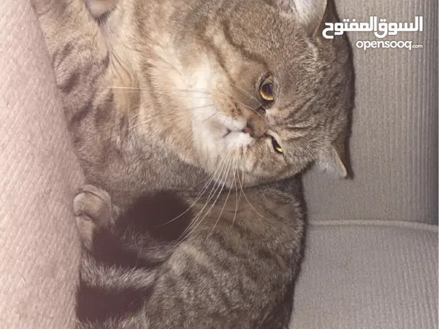 للبيع قطه نوع نادر وفخم