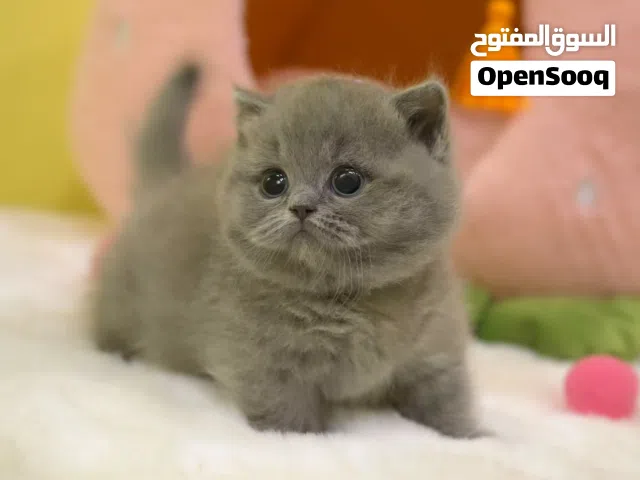 British shorthair kitten