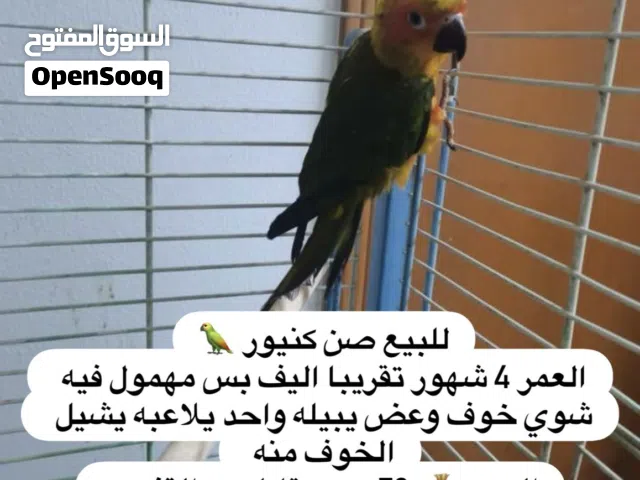 صن كنيور العمر 4 شهور