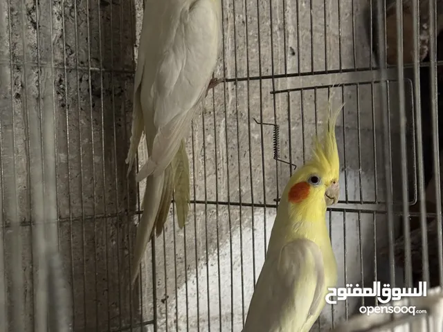 جوز كوكتيل شغال كفاله انتج عندي مرتين تنزيل لعدم مصداقيه للبيع أو بدل على حمام