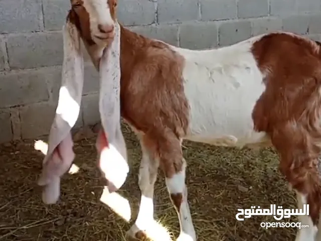 مآ شاء الله فحل حجآزي أصل تبآرك الله..
