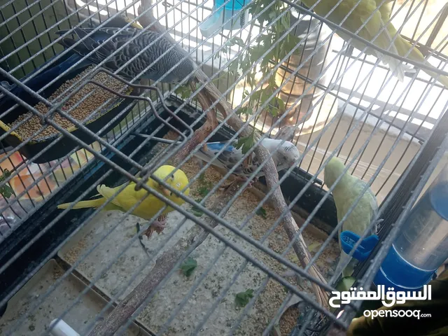 طيور الحب للبيع