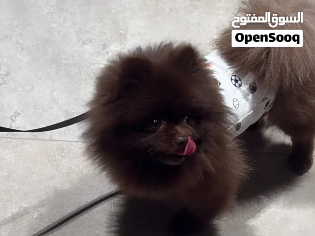 كلب بومرينيان رير جوكلت
