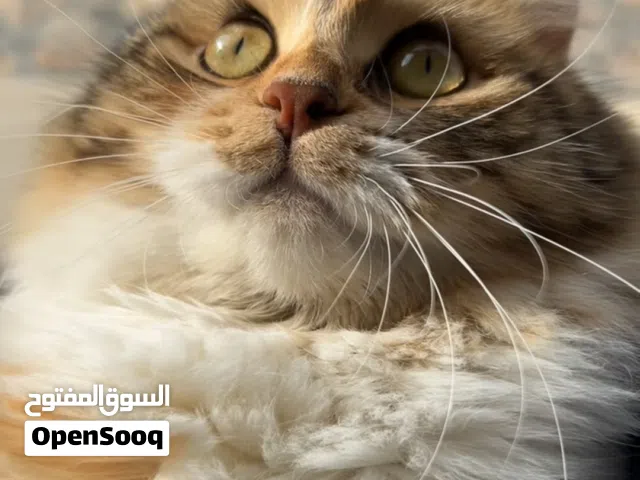بسة انثى شيرازي معقمة، للتبني مع اغراضها