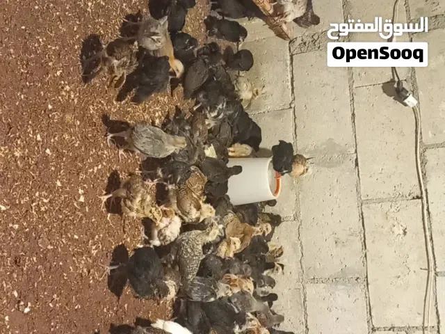 موجود صو بلدي مخذ جمع المطعيم