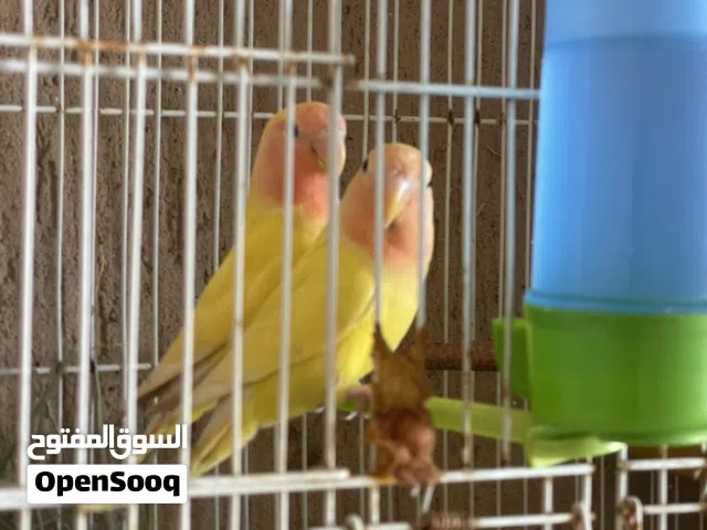 كوبيا اورنج مصوقره ربي يبارك تو بدحي