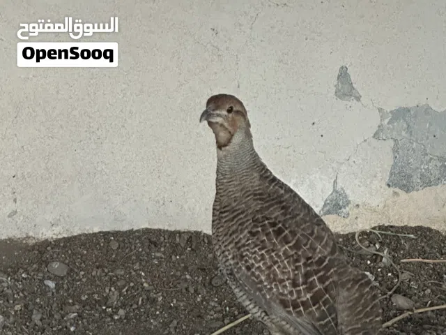 للبيع أزواج بادجي منتج بغزاره  وزوج صفارة باكستاني