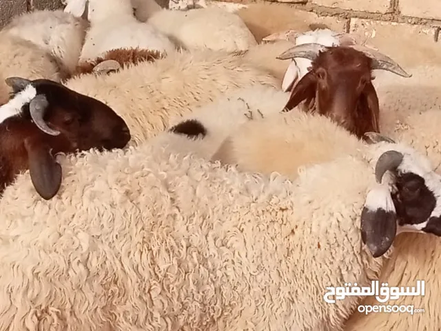 حواله وطنيه للبيع
