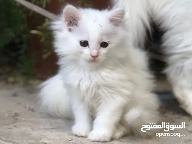 قطه للبيع شيرازي