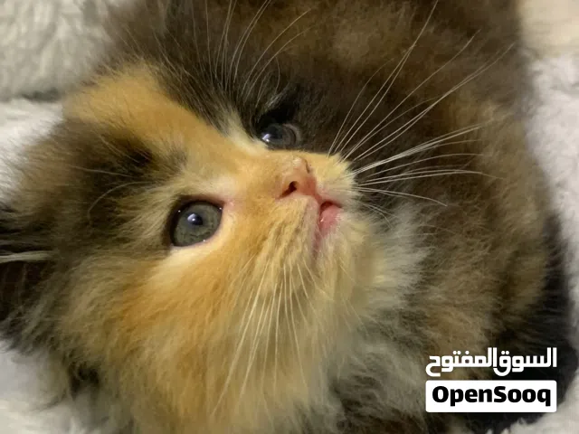 قطط للبيع من ام شيرازي واب بريطاني انواع نادره باقي 2 فقط سعر 100 القطة بيه مجال بعد