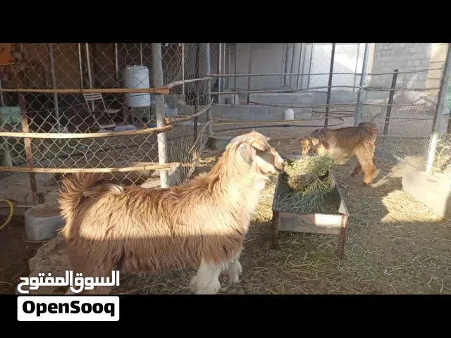 تيوس تبارك الله سمنه طيبه لكبير محقوص