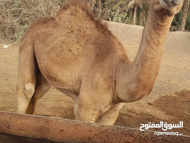 لسلاعليكم ورحمة الله وبركاته اللبيع قعودين العمر 4شهور