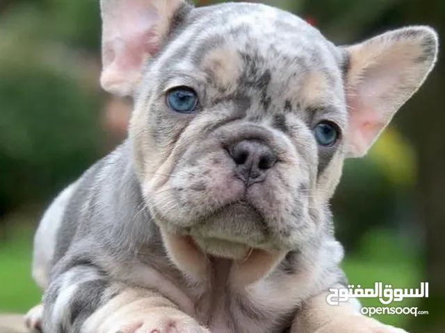 French Bulldog Lilac Merle for Sale – Rare Dog Color – From Ukraine-European Passport – Vaccinated