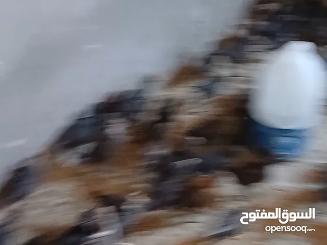 بسم الله تبارك الرحمن موجود113صوص بلدي نخب اول عمر شهر ونص ماخذ جميع المطاعيم الفيديو موضح كلشي ال