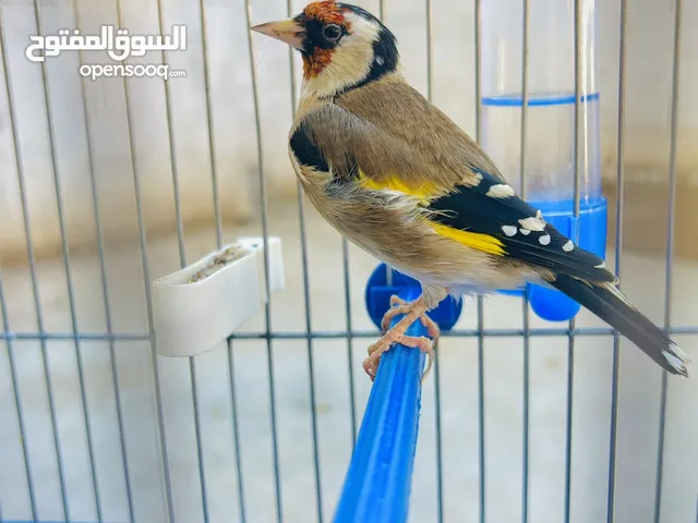 عصفور حسون ( مقنين مال )