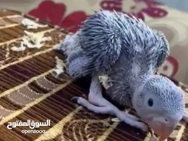 فراخ  كوكتيل و دره ازرق للزق اليدوي