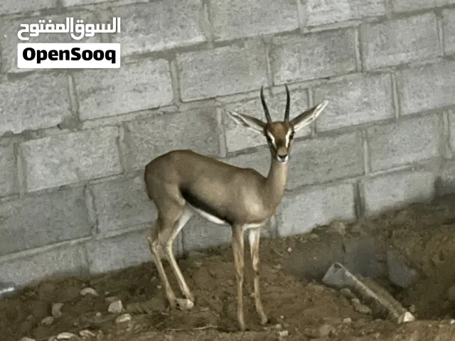 غزلان دماني