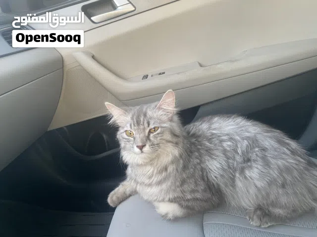 قطة شيرازيه انثى سلفر للبيع مؤدبه اليفه  صحتها ممتازه جدا