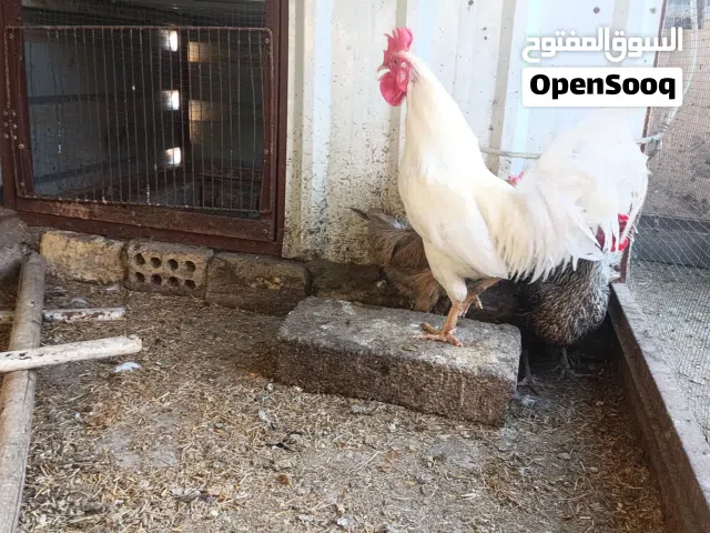 دجاج   عرب البيع التنومه