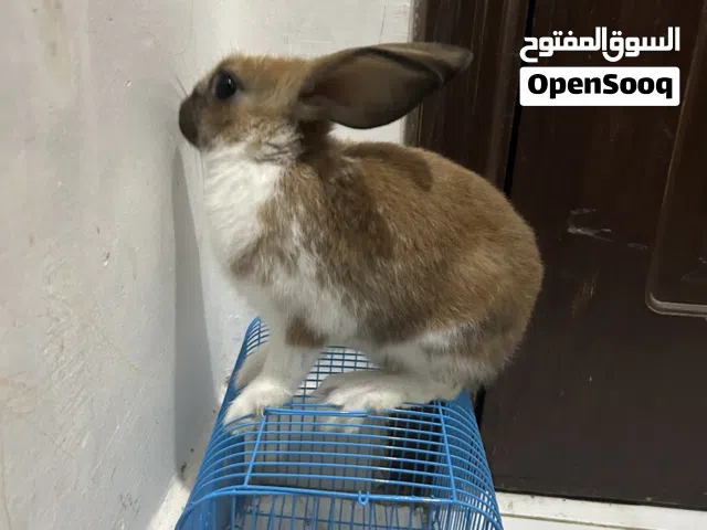 أرنب للبيع