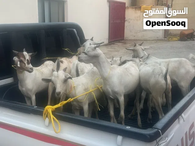 للبيع او البدل بحلال(جعد)