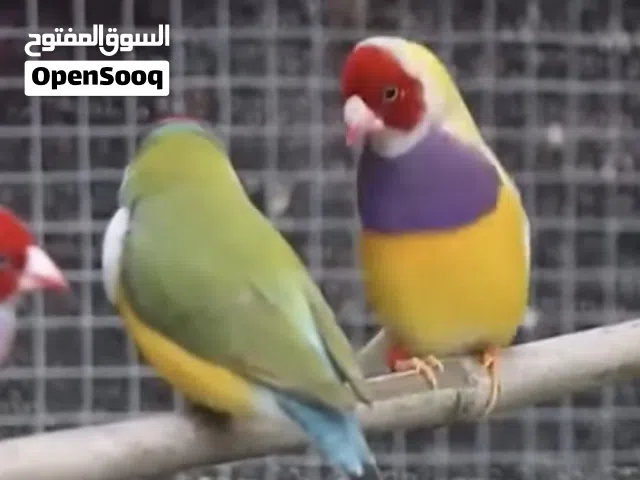 مطلوب گولدن فنش امايات منتجات