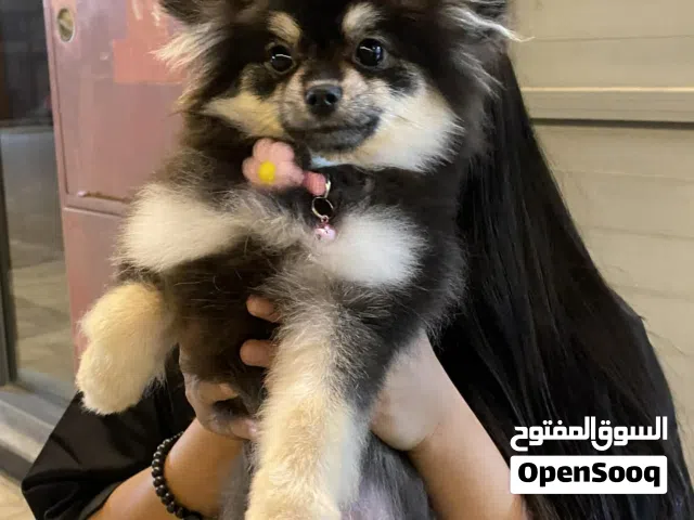 Mini Pomeranian 5 month old female