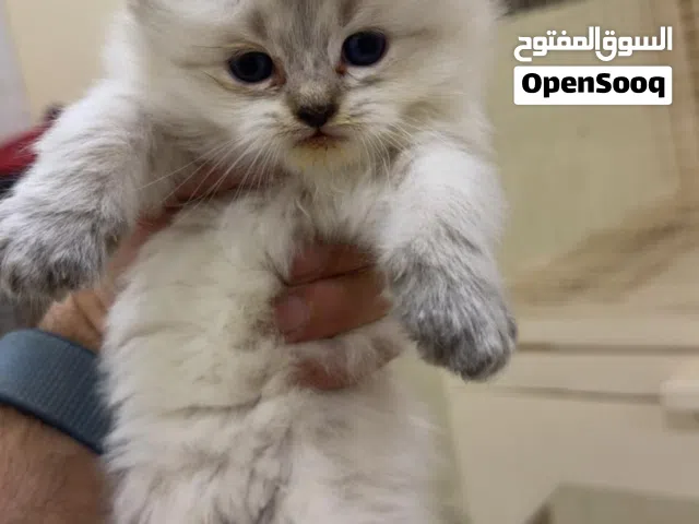 شيرازي شهر ونص