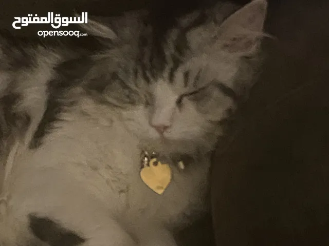 cat for adoption قط للتبني مجاني