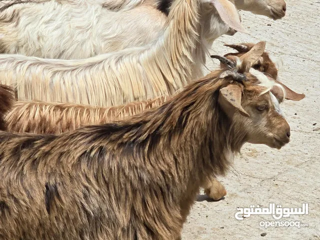 تيوس وبكار من حلال الجواميد سمان وكبار زاهبات السعر 45 ف الرأس بالجمله وتنقي حسب الاختيار