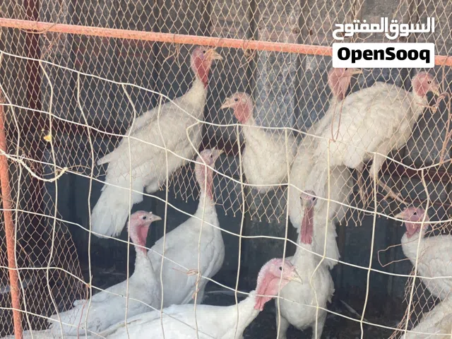 سلام عليكم ورحمة الله وبركاته  يوجد ديك رومي