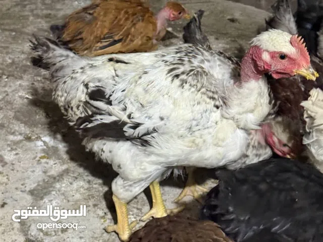 دجاج ابو ركيبة عرب مكاني نجف الاشرف و الفرايج علا 8 الف