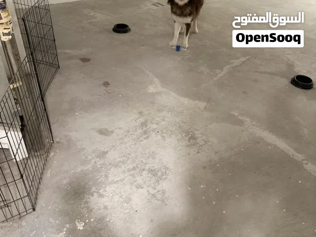 هاسكي مالاموت "ضخم"